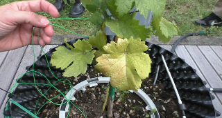 Campus Grapes, la prima vigna urbana hi-tech al mondo